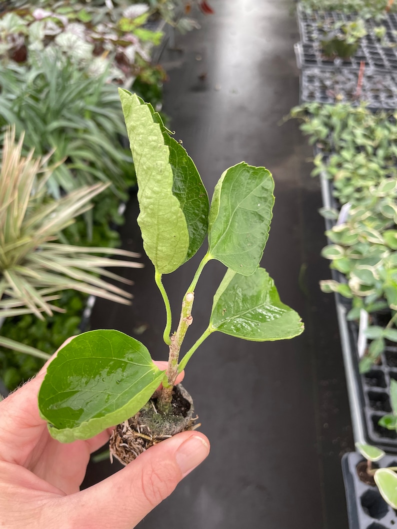 Pride of Hankins white hibiscus Starter Plant (ALL STARTER PLANTS require you to purchase 2 plants!) image 2