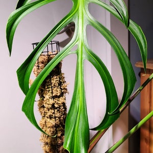 その他観葉植物 Monstera burle marx's flame Monstera Burle Marx flame Starter Plant (ALL STARTER PLANTS
