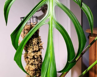 Rare Monstera Deliciosa Green on Green - Etsy