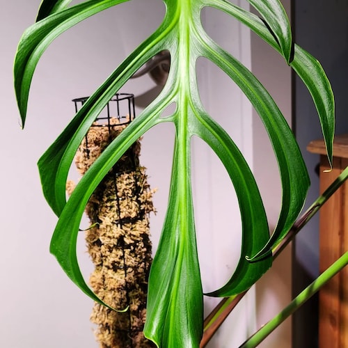 Monstera Burle Marx Flame Starter Plant (ALL STARTER PLANTS