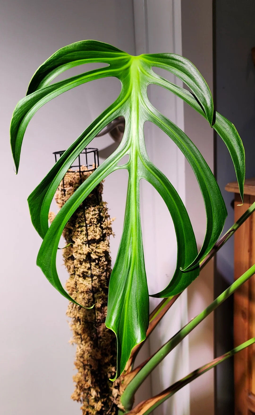Monstera Burle Marx Flame Starter Plant (ALL STARTER PLANTS Monstera Burle Marx Flame Starter Plant (ALL STARTER PLANTS