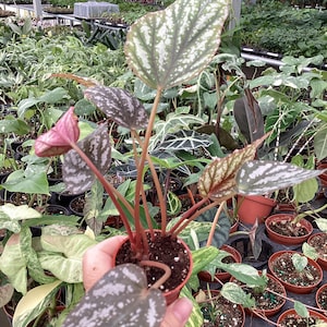 May include: A potted plant with large, textured leaves featuring a silver and green pattern. The plant has reddish stems and is in a small, brown pot. Other plants are visible in the background, suggesting a greenhouse setting.