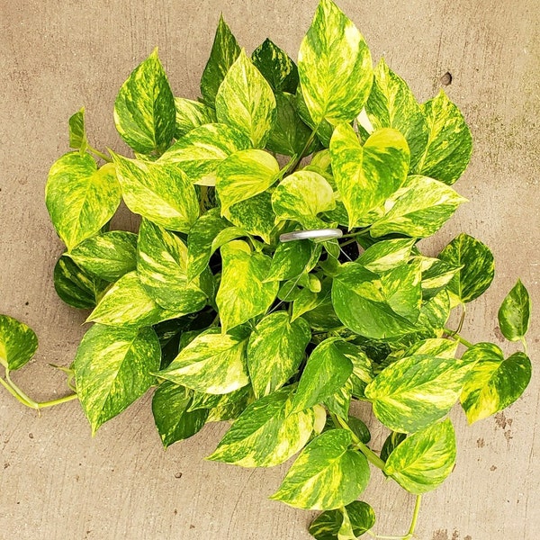 Churchill gold pothos Starter Plant (ALL STARTER PLANTS require you to purchase 2 plants!)