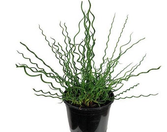 Juncus effusus big twister Starter Plant (ALL STARTER PLANTS require you to purchase 2 plants!)