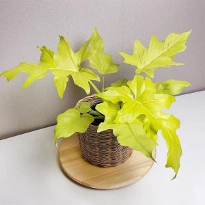 philodendron warscewiczii aurea flavum Starter Plant (ALL STARTER PLANTS require you to purchase 2 plants!)