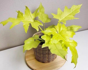 philodendron warscewiczii aurea flavum Starter Plant (ALL STARTER PLANTS require you to purchase 2 plants!)