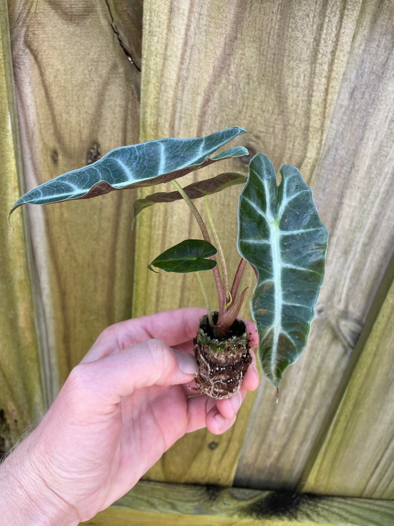 Alocasia Polly Starter Plant ALL STARTER PLANTS Require You Etsy