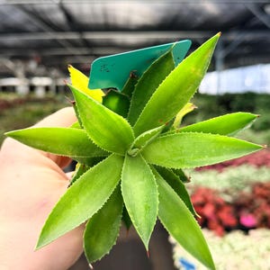 May include: A vibrant green succulent plant with sharp, pointed leaves. The plant has a star-like shape, with leaves radiating outwards from a central point. The tips of the leaves have small red spines. A small, teal tag is attached to the plant.