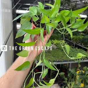 Epipremnum skeleton key 4”pot (ALL PLANTS require you to purchase 2 plants!)