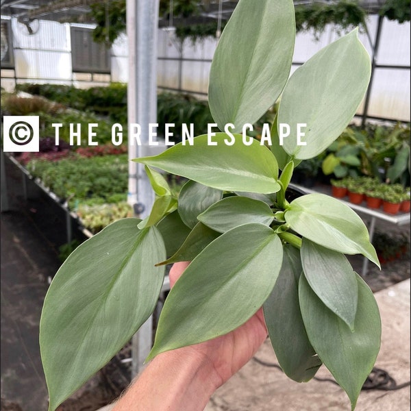 Philodendron silver sword 4”pot (ALL PLANTS require you to purchase 2 plants!)