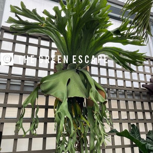 Platycerium superbum “ Giant Staghorn fern “Starter Plant (ALL STARTER PLANTS require you to purchase 2 plants!)
