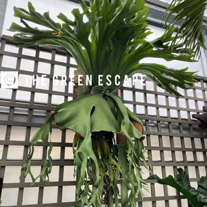 Platycerium Willinckii “jade Girl” Staghorn Fern Starter Platycerium Willinckii “jade Girl” Staghorn Fern Starter