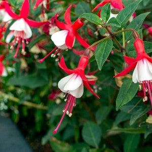 Fuchsia red and white Starter Plant (ALL STARTER PLANTS require you to purchase 2 plants!)