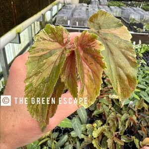 Begonia ginny galaxy starter specific plant (ALL STARTER PLANTS require you to purchase 2 plants!)