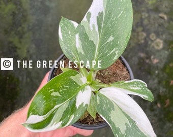 philodendron white wizard Starter Plant (ALL STARTER PLANTS require you to purchase 2 plants!)