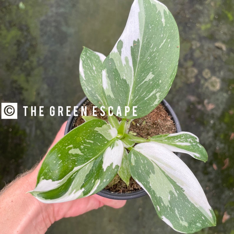 K&ouml;nnte beinhalten: Eine panaschierte Zimmerpflanze mit wei&szlig;en und gr&uuml;nen Bl&auml;ttern in einem schwarzen Topf. Die Pflanze wird von einer Hand gehalten. Der Text "THE GREEN ESCAPE" ist im Bild sichtbar.