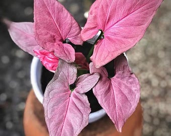 Syngonium Pink perfection Starter Plant (ALL STARTER PLANTS require you to purchase 2 plants!)