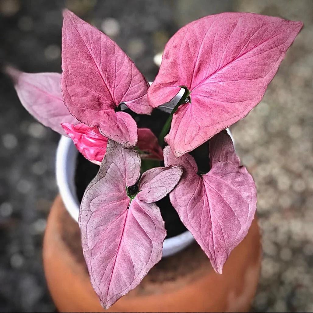 Syngonium Pink perfection Starter Plant (ALL STARTER PLANTS