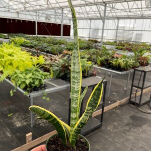 Puede incluir: Una planta de serpiente en maceta, con hojas largas y verticales que muestran variegaciones verdes y amarillas. La planta est&aacute; en una maceta de pl&aacute;stico verde. El fondo muestra un invernadero con filas de otras plantas.