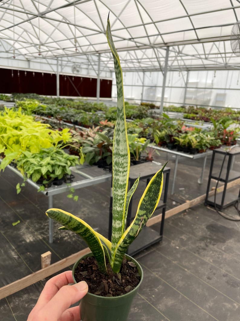 Puede incluir: Una planta de serpiente en maceta, con hojas largas y verticales que muestran variegaciones verdes y amarillas. La planta est&aacute; en una maceta de pl&aacute;stico verde. El fondo muestra un invernadero con filas de otras plantas.
