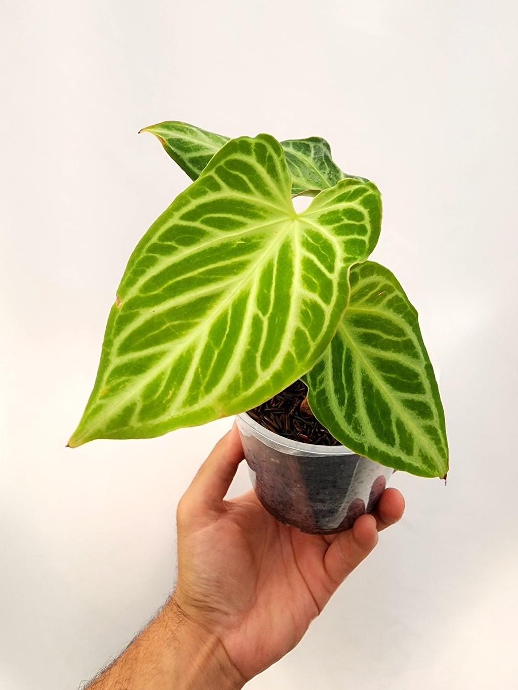 Anthurium Crystal Hope Starter Plant (ALL STARTER PLANTS Require