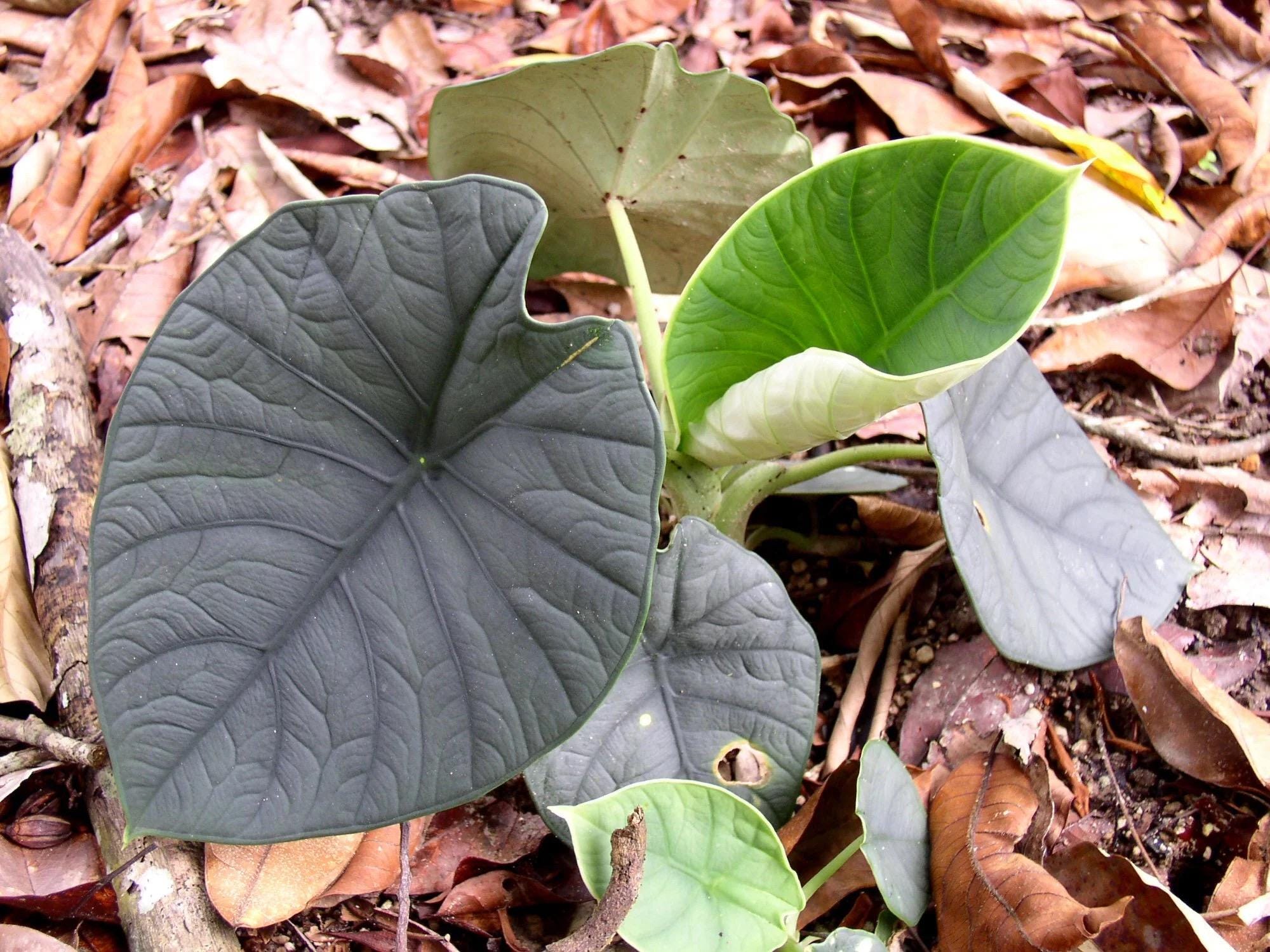 あ*ん様 MS164 10株セット Alocasia chaii アロカシア チ Alocasia Chaii Starter Plant (ALL STARTER PLANTS Require You to