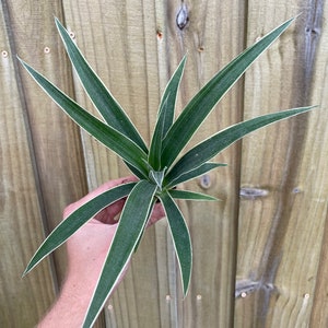 Variegated pineapple juicy Starter Plant ALL STARTER PLANTS require you to purchase 2 plants image 2