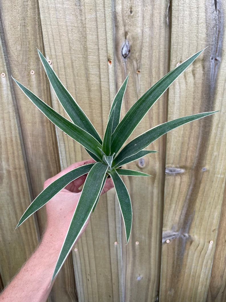 Variegated pineapple juicy Starter Plant ALL STARTER PLANTS require you to purchase 2 plants image 2