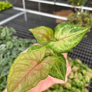 Syngonium candy berry Starter Plant (ALL STARTER PLANTS require you to purchase 2 plants!