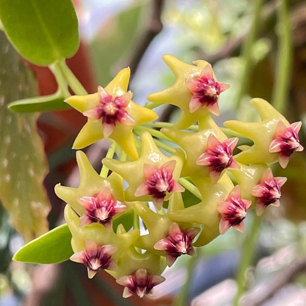 Hoya Densifolia Starter Plant (ALL STARTER PLANTS require you to purchase 2 plants!)