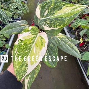 May include: Close-up of a houseplant with large, variegated leaves. The leaves display a mix of green, white, and cream colors. The text "THE GREEN ESCAPE" is visible on the image. The plant is in a pot, surrounded by other plants.
