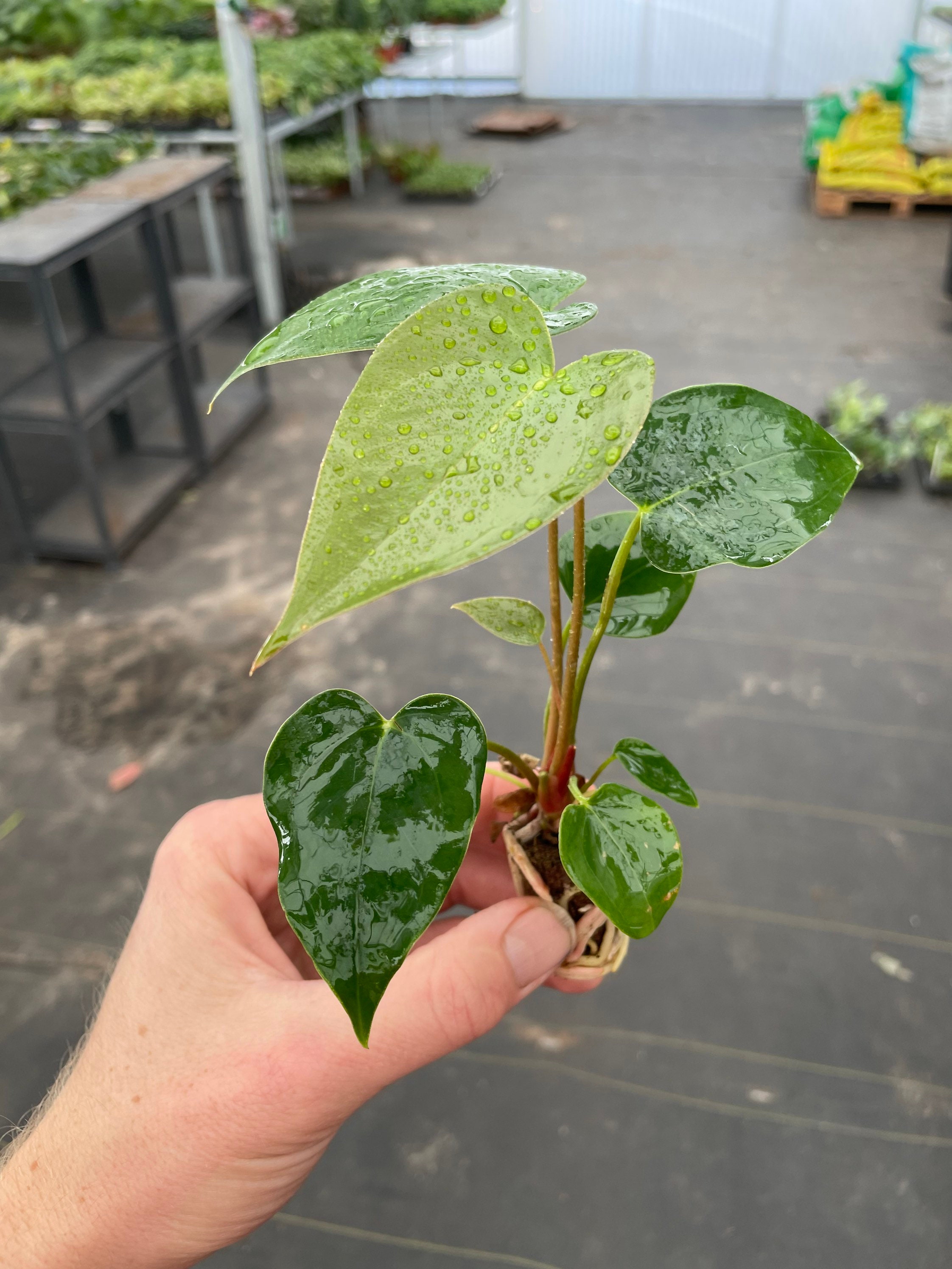 tropical hanging plants Brazil Philodendron - 6