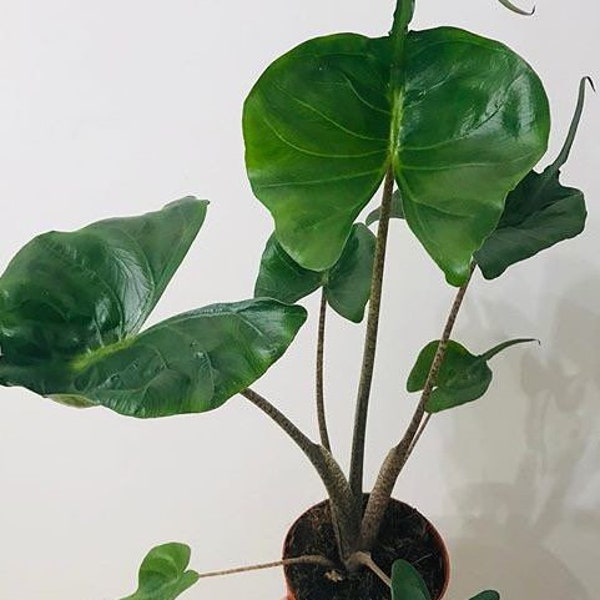 Alocasia Stingray Starter Plant (ALL STARTER PLANTS require you to purchase 2 plants!)