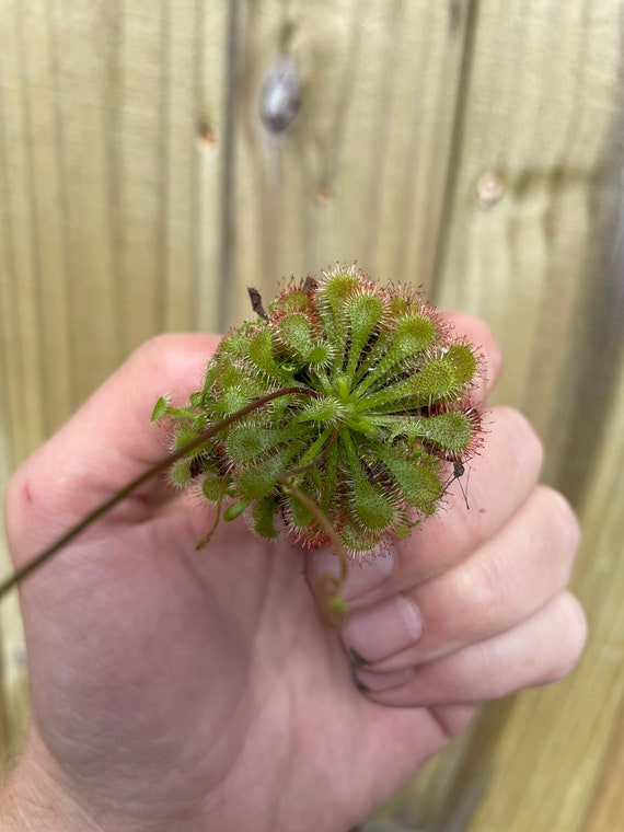 Drosera Spatulata Starter Plant (ALL STARTER PLANTS require you to purchase 2 plants!)