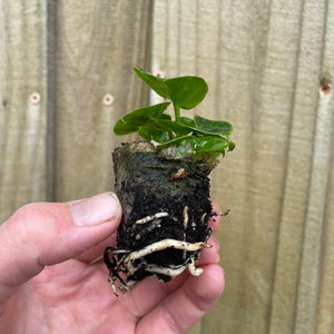 Pu&ograve; includere: Una piccola pianta verde con radici che crescono fuori da un vaso di carta marrone. La pianta &egrave; tenuta in una mano.