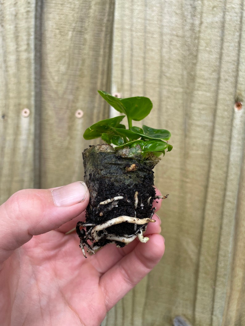 Pu&ograve; includere: Una piccola pianta verde con radici che crescono fuori da un vaso di carta marrone. La pianta &egrave; tenuta in una mano.