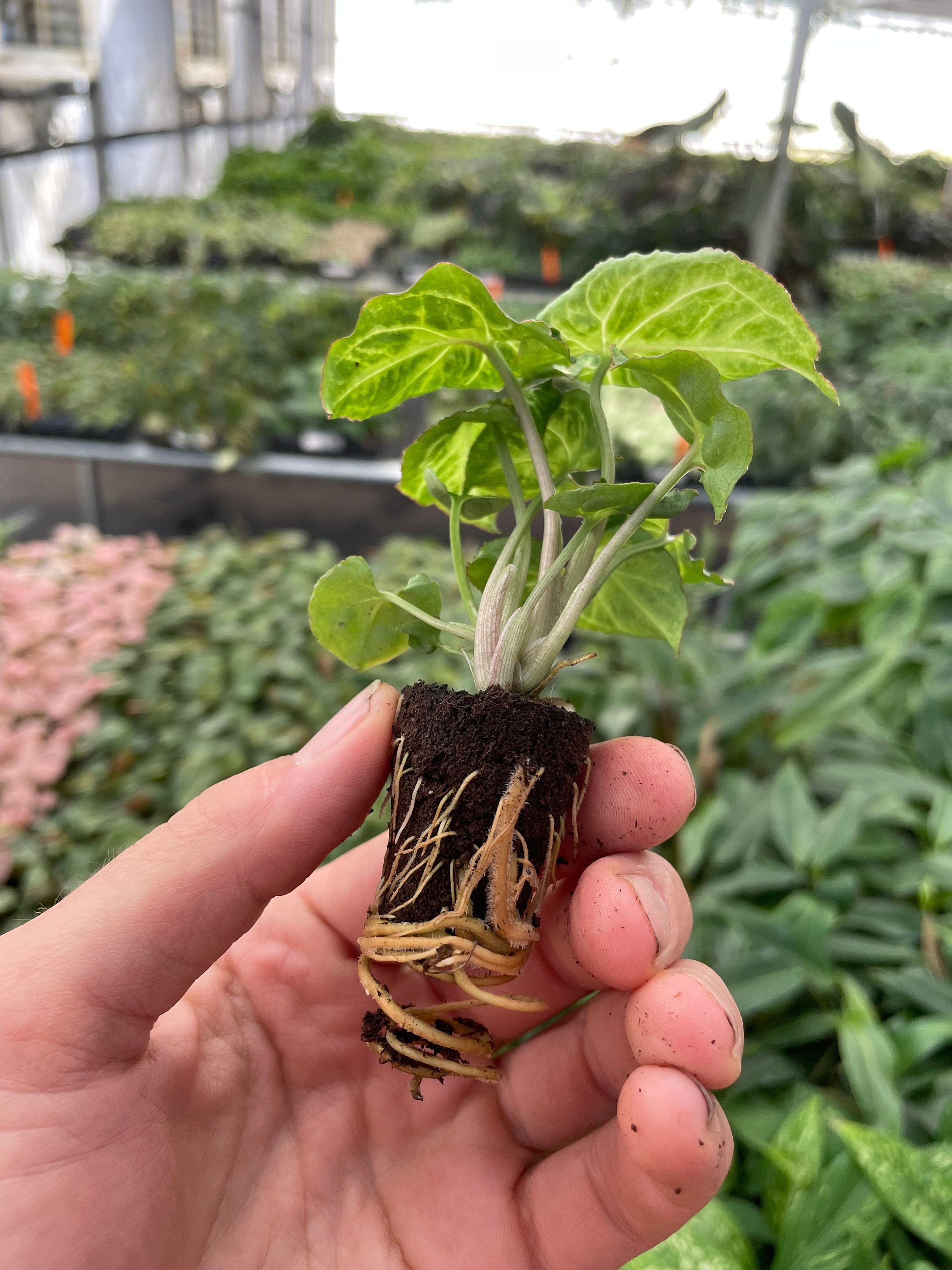 Syngonium Glo-go Starter Plant (ALL STARTER PLANTS Require You to Purchase  2 Plants! - Etsy