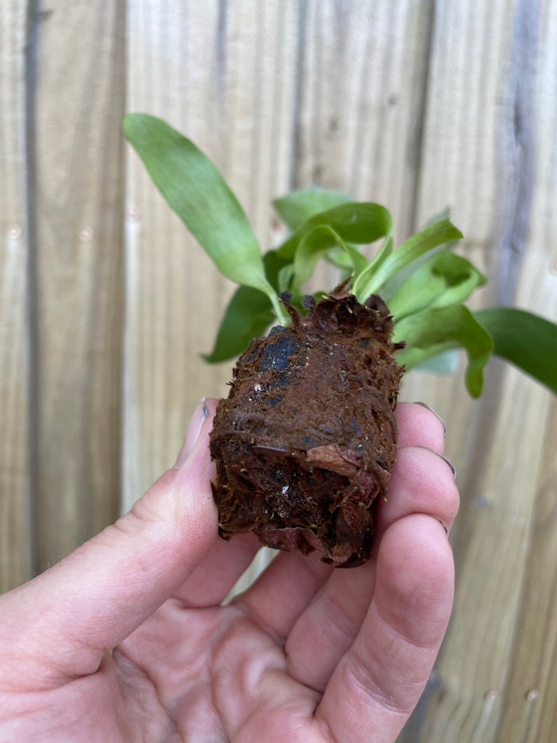 Platycerium Bifurcatum Netherlands Dutch Staghorn Fern Starter Plant ALL STARTER PLANTS require you to purchase 2 plants image 5