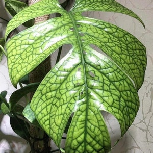 Spider man monstera “amydrium silver” Starter Plant (ALL STARTER PLANTS require you to purchase 2 plants!)