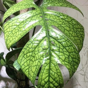 Spider man monstera “amydrium” Starter Plant (ALL STARTER PLANTS require you to purchase 2 plants!)