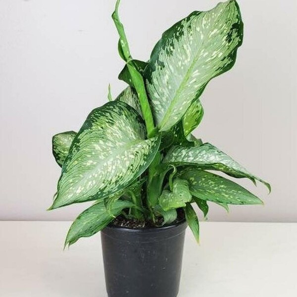 Dieffenbachia Memoria Corsii Starter Plant (ALL STARTER PLANTS require you to purchase 2 plants!)