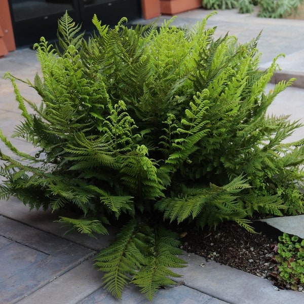 Giant chain fern Starter Plant (ALL STARTER PLANTS require you to purchase 2 plants!)