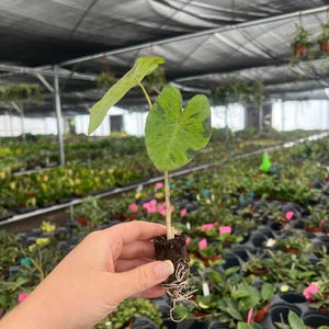 Puede incluir: Una planta joven con un solo tallo y dos hojas grandes en forma de coraz&oacute;n. Las hojas son verdes con marcas verdes oscuras y amarillas. La planta se sostiene en un peque&ntilde;o tap&oacute;n de tierra, con ra&iacute;ces visibles. El fondo muestra un invernadero con otras plantas.