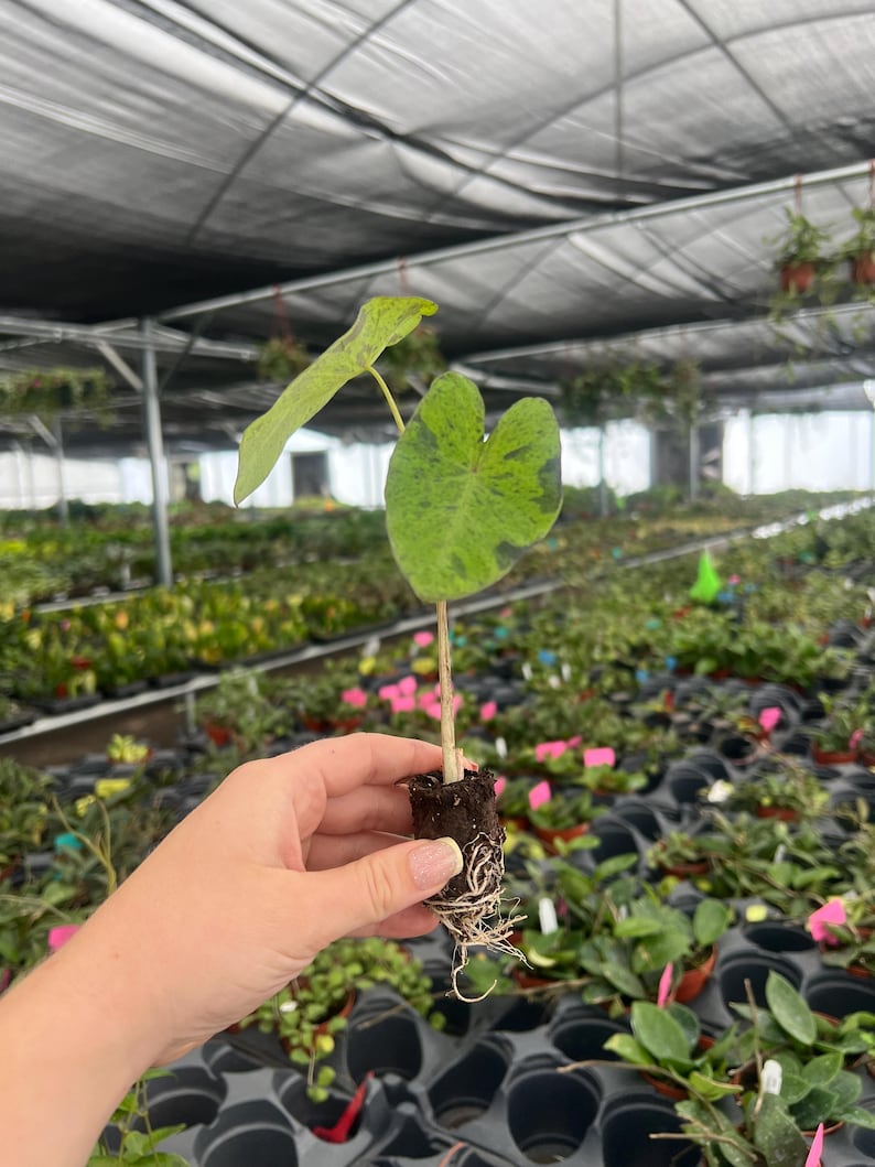 Puede incluir: Una planta joven con un solo tallo y dos hojas grandes en forma de coraz&oacute;n. Las hojas son verdes con marcas verdes oscuras y amarillas. La planta se sostiene en un peque&ntilde;o tap&oacute;n de tierra, con ra&iacute;ces visibles. El fondo muestra un invernadero con otras plantas.