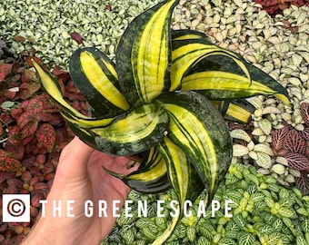 Sansevieria golden wendy 4”pot (ALL PLANTS require you to purchase 2 plants!)