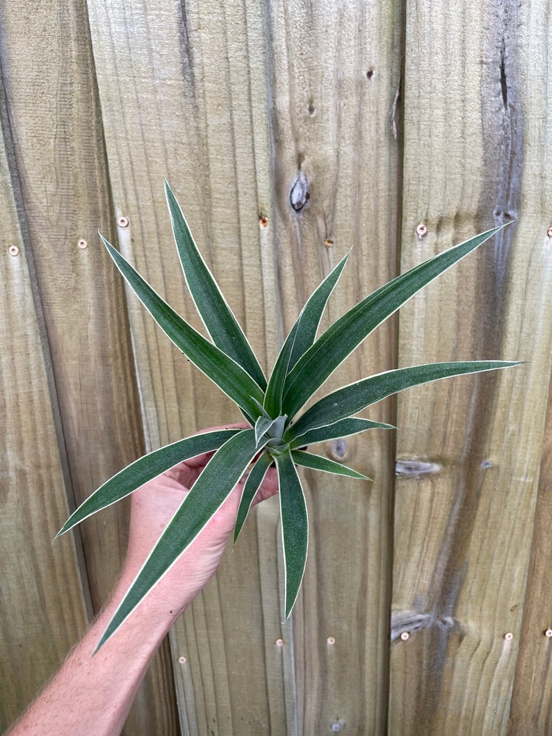 Variegated pineapple juicy Starter Plant ALL STARTER PLANTS require you to purchase 2 plants image 5