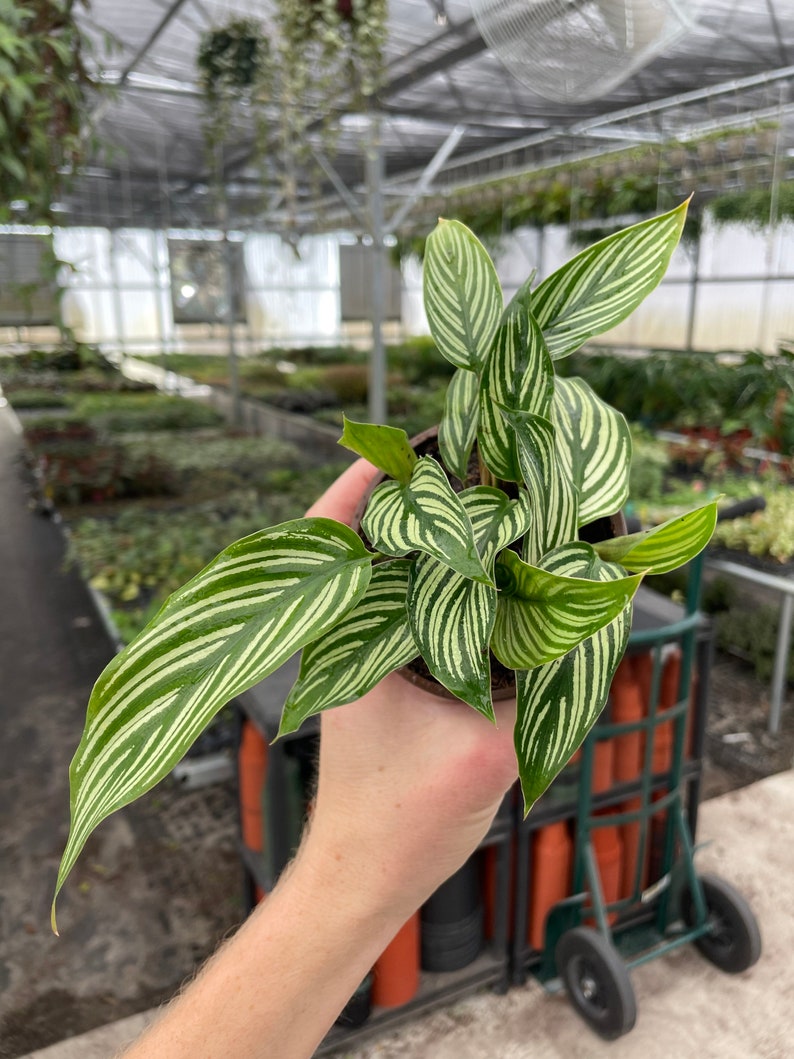 TheGreenEscape Calathea - Thumbnail 5