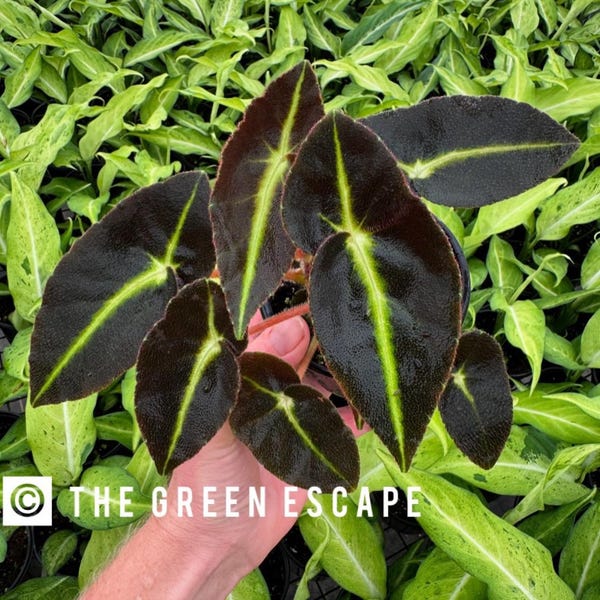 Begonia listada Starter Plant (ALL STARTER PLANTS require you to purchase 2 plants!)