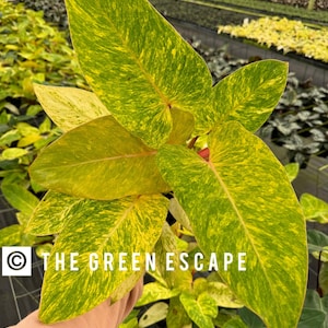 May include: A close-up of a variegated plant with yellow and green leaves. The plant is being held by a hand, and the background is a greenhouse.