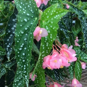 My special angel begonia Starter Plant (ALL STARTER PLANTS require you to purchase 2 plants!)